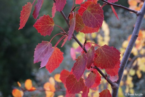 Aspen leaves autumn